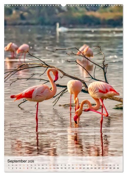 Produktbild: Flamingos - Eleganz und Sch&ouml;nheit (Wandkalender 2026 DIN A2 hoch), CALVENDO Monatskalender