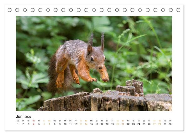 Produktbild: Wiener Tierwelt (Tischkalender 2026 DIN A5 quer), CALVENDO Monatskalender