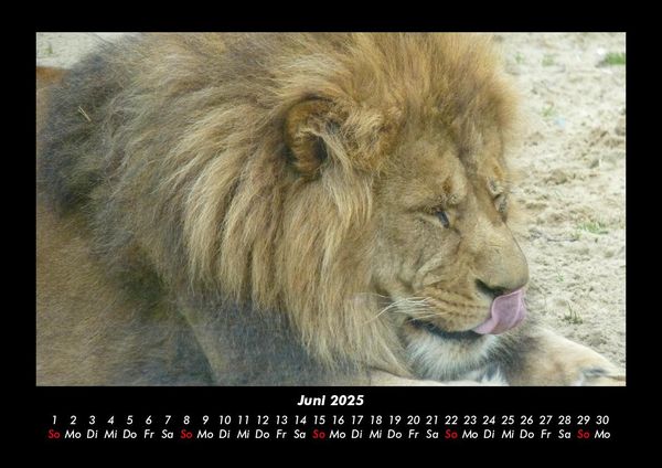 Produktbild: L&ouml;wen in der Wildnis 2025 Fotokalender DIN A3
