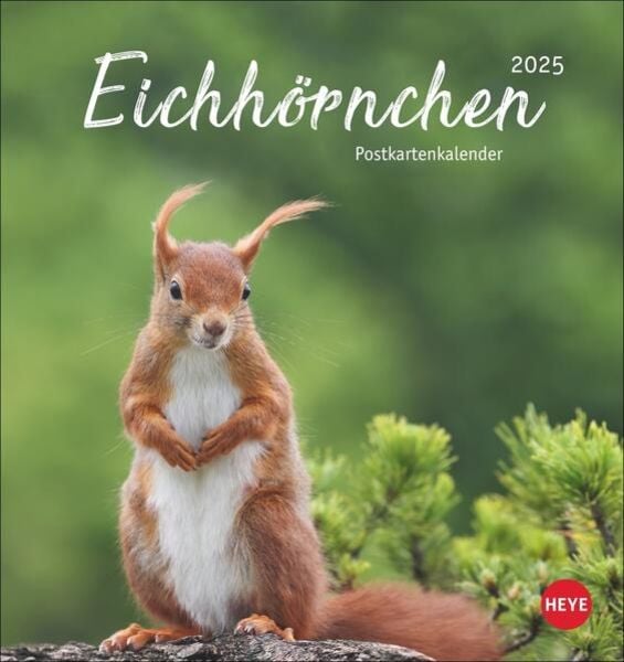 Eichhörnchen Postkartenkalender 2025