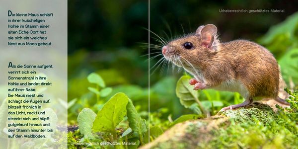 Produktbild: Guten Morgen, kleine Maus!