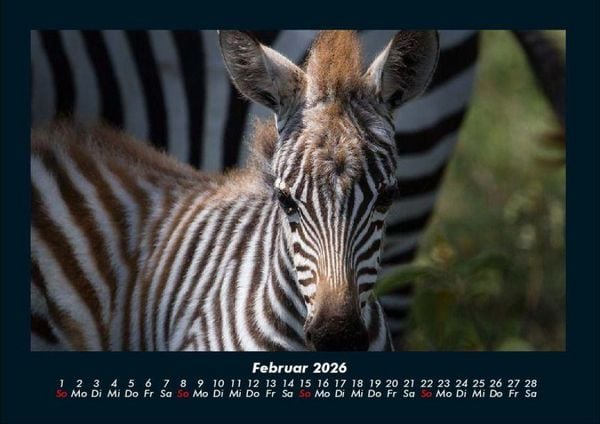 Produktbild: Welt der Tiere 2026 Fotokalender DIN A4