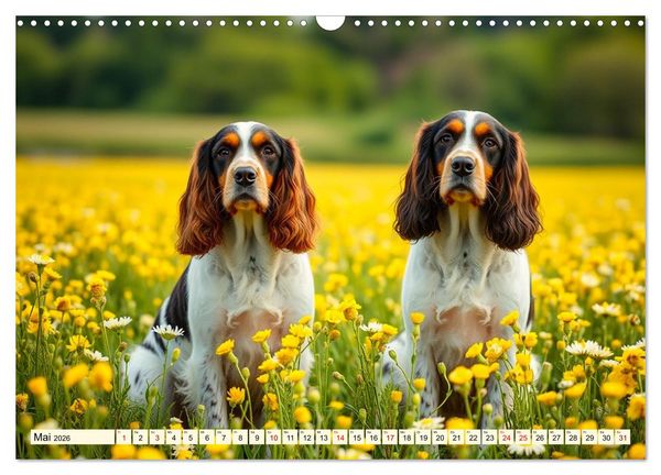 Produktbild: American Cocker Spaniel (Wandkalender 2026 DIN A3 quer), CALVENDO Monatskalender
