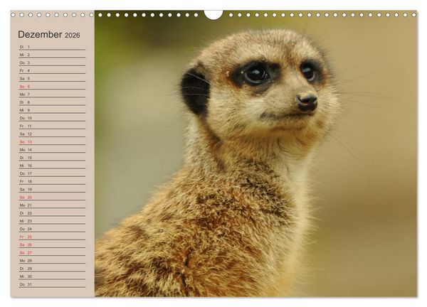 Produktbild: Erdm&auml;nnchen (Wandkalender 2026 DIN A3 quer), CALVENDO Monatskalender