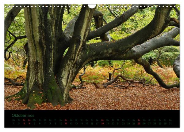 Produktbild: Baumgefl&uuml;ster (Wandkalender 2026 DIN A3 quer), CALVENDO Monatskalender