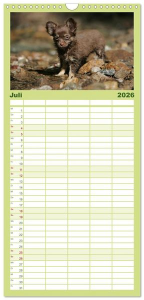 Produktbild: Familienplaner 2026 - Chihuahuas - kleine Herzensbrecher mit 5 Spalten (Wandkalender, 21 x 45 cm) CALVENDO