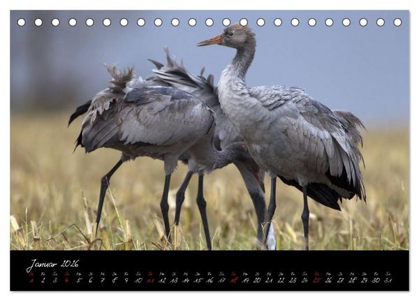 Produktbild: Kraniche - V&ouml;gel des Gl&uuml;cks (Tischkalender 2026 DIN A5 quer), CALVENDO Monatskalender