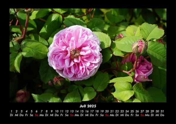 Produktbild: Blumenkalender 2025 Fotokalender DIN A3