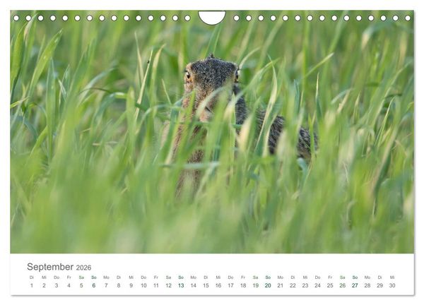 Produktbild: Feldhasen - dem Langohr auf der Spur (Wandkalender 2026 DIN A4 quer), CALVENDO Monatskalender