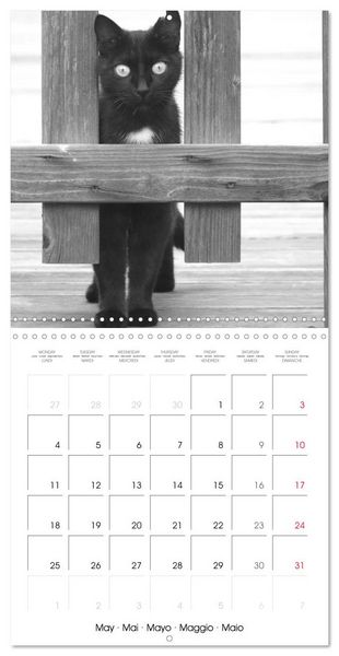 Produktbild: Black and white cat whispers (Wall Calendar 2026 12 &times; 12 Inch) CALVENDO 12 Month Wall Calendar