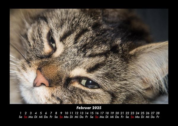Produktbild: F&uuml;r Katzenfreunde 2025 Fotokalender DIN A3