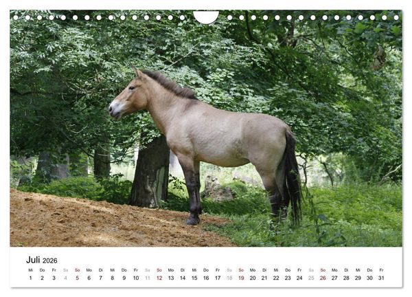 Produktbild: Faszination Przewalski-Pferde (Wandkalender 2026 DIN A4 quer), CALVENDO Monatskalender