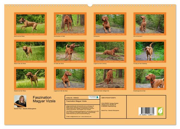 Produktbild: Faszination Magyar Vizsla (hochwertiger Premium Wandkalender 2026 DIN A2 quer), Kunstdruck in Hochglanz