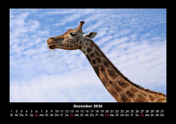 Produktbild: Giraffen 2026 Fotokalender DIN A3