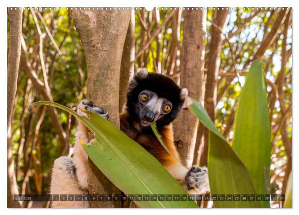 Produktbild: Tierisches Madagaskar (Wandkalender 2026 DIN A2 quer), CALVENDO Monatskalender