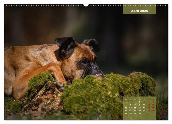 Produktbild: Boxer Frech und fr&ouml;hlich durch das Jahr (Wandkalender 2026 DIN A2 quer), CALVENDO Monatskalender