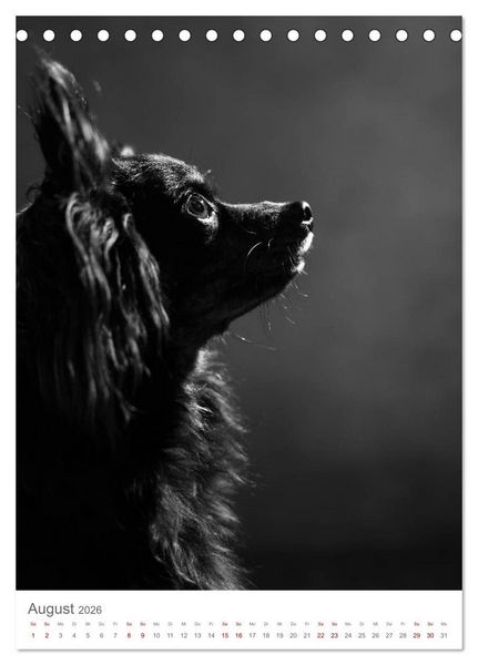Produktbild: Fine Art Hundeportraits (Tischkalender 2026 DIN A5 hoch), CALVENDO Monatskalender