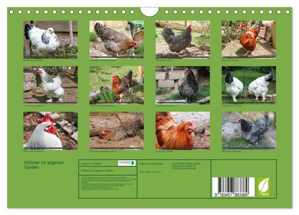 Produktbild: H&uuml;hner im eigenen Garten (Wandkalender 2026 DIN A4 quer), CALVENDO Monatskalender