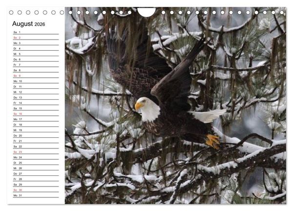 Produktbild: Wei&szlig;kopfseeadler. Symbol der Freiheit (Wandkalender 2026 DIN A4 quer), CALVENDO Monatskalender