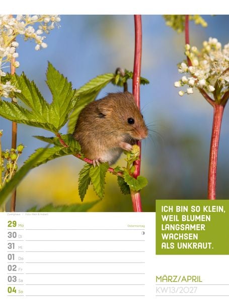 Produktbild: Tierisch Spr&uuml;chekalender Wochenplaner 2027