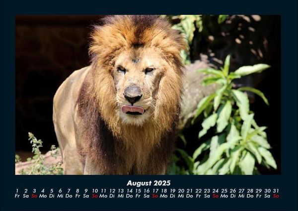 Produktbild: L&ouml;wen in der Wildnis 2025 Fotokalender DIN A4