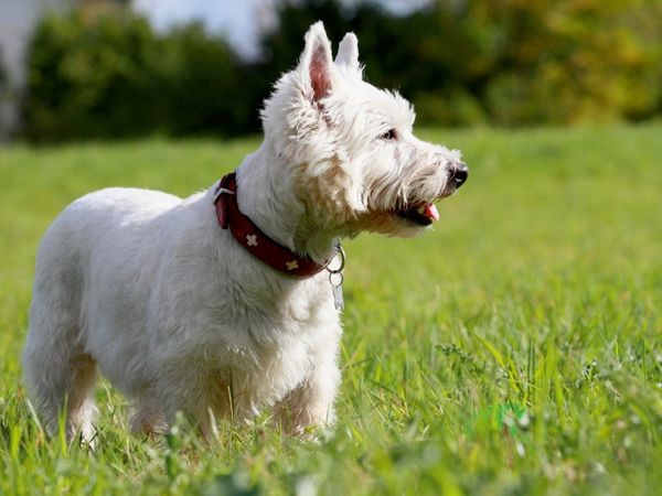 Produktbild: CALVENDO Puzzle West Highland White Terrier | 1000 Teile Lege-Gr&ouml;&szlig;e 64x48cm Foto-Puzzle f&uuml;r gl&uuml;ckliche Stunden