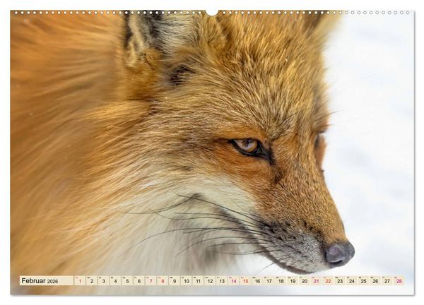 Produktbild: Fuchs - schlauer R&auml;uber (hochwertiger Premium Wandkalender 2026 DIN A2 quer), Kunstdruck in Hochglanz