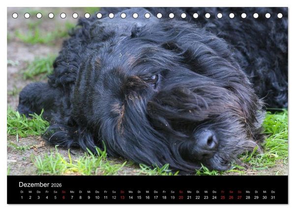 Produktbild: Bouvier des Flandres (Tischkalender 2026 DIN A5 quer), CALVENDO Monatskalender