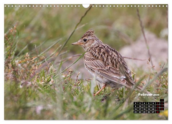 Produktbild: Die Vogelwelt der &Auml;u&szlig;eren Hebriden (Wandkalender 2026 DIN A3 quer), CALVENDO Monatskalender