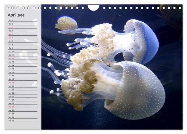 Produktbild: Quallen. Die Welt der Medusen (Wandkalender 2026 DIN A4 quer), CALVENDO Monatskalender