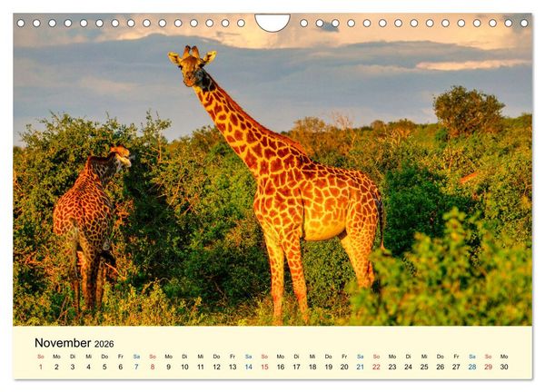 Produktbild: Giraffen, die Sch&ouml;nen der Savanne (Wandkalender 2026 DIN A4 quer), CALVENDO Monatskalender