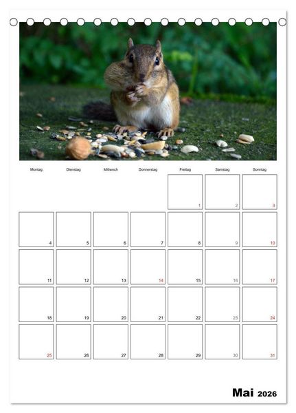 Produktbild: Streifenh&ouml;rnchen - neugierige Nager (Tischkalender 2026 DIN A5 hoch), CALVENDO Monatskalender
