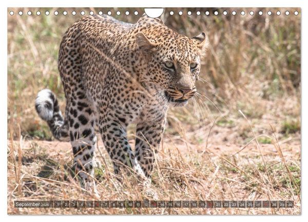Produktbild: Leoparden - Geheimnisvolle J&auml;ger (Wandkalender 2026 DIN A4 quer), CALVENDO Monatskalender