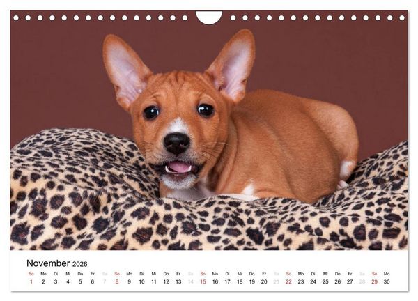 Produktbild: Bezaubernde Basenji-Welpen (Wandkalender 2026 DIN A4 quer), CALVENDO Monatskalender