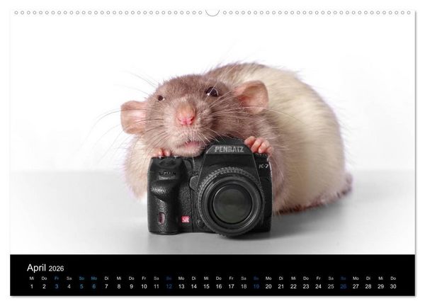 Produktbild: Ratten. Die gro&szlig;e Welt der kleinen Nager (Wandkalender 2026 DIN A2 quer), CALVENDO Monatskalender