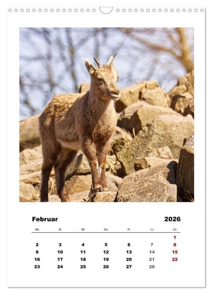 Produktbild: Alpen-Steinb&ouml;cke, imposante Horntr&auml;ger (Wandkalender 2026 DIN A3 hoch), CALVENDO Monatskalender