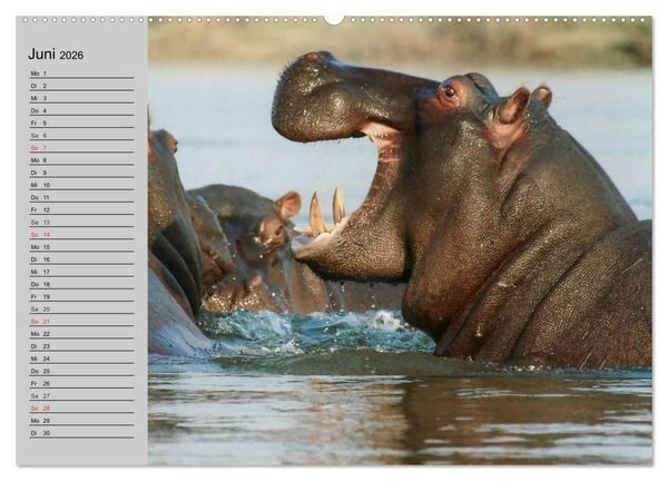 Produktbild: Nash&ouml;rner und Flusspferde (Wandkalender 2026 DIN A2 quer), CALVENDO Monatskalender