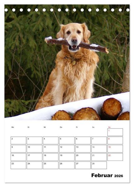 Produktbild: Gl&uuml;cklicher Golden Retriever (Tischkalender 2026 DIN A5 hoch), CALVENDO Monatskalender