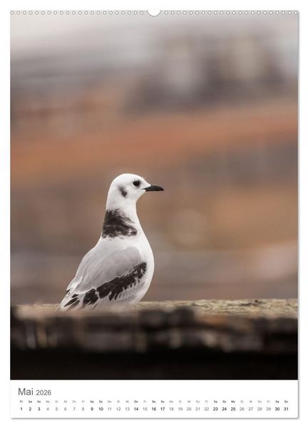 Produktbild: Die Arktis - Naturfotografien aus Spitzbergen (hochwertiger Premium Wandkalender 2026 DIN A2 hoch), Kunstdruck in Hochglanz