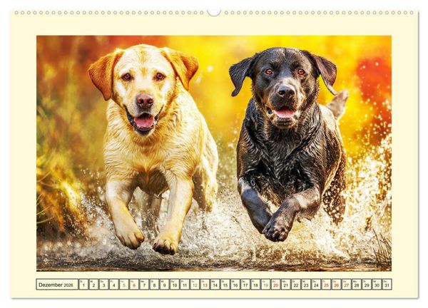 Produktbild: Labrador Retriever. Labrador-Magie f&uuml;r Herz und Seele (Wandkalender 2026 DIN A2 quer), CALVENDO Monatskalender