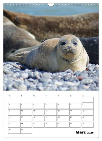 Produktbild: Liebenswerte Robben (Wandkalender 2026 DIN A3 hoch), CALVENDO Monatskalender