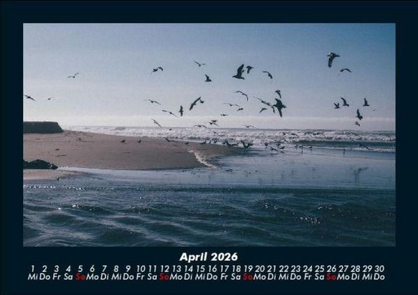 Produktbild: M&ouml;wen 2026 Fotokalender DIN A5