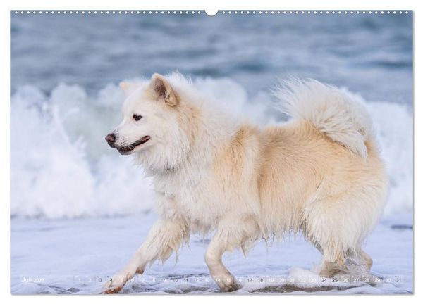 Produktbild: Mit Hunden an den Str&auml;nden von Nord- und Ostsee (hochwertiger Premium Wandkalender 2027 DIN A2 quer), Kunstdruck in Hochglanz