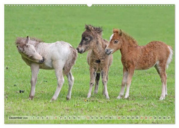 Produktbild: Pferdekinder - Fohlen haben ihren ganz eigenen Charme (hochwertiger Premium Wandkalender 2026 DIN A2 quer), Kunstdruck in Hochglanz