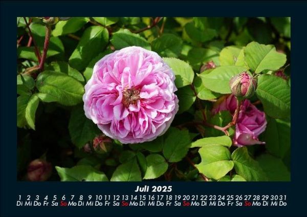 Produktbild: Blumenkalender 2025 Fotokalender DIN A5
