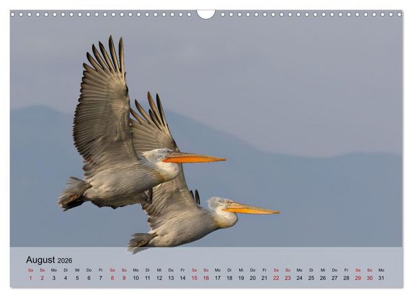 Produktbild: Krauskopfpelikane (Wandkalender 2026 DIN A3 quer), CALVENDO Monatskalender