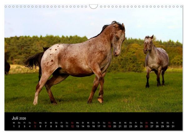 Produktbild: Wilde Pferde (Wandkalender 2026 DIN A3 quer), CALVENDO Monatskalender