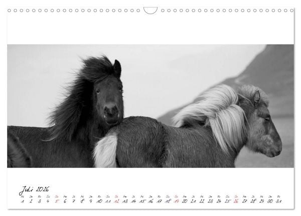 Produktbild: Islandpferde von Brimilsvellir (Wandkalender 2026 DIN A3 quer), CALVENDO Monatskalender