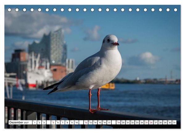 Produktbild: M&ouml;wen- Botschafter des Windes (Tischkalender 2027 DIN A5 quer), CALVENDO Monatskalender