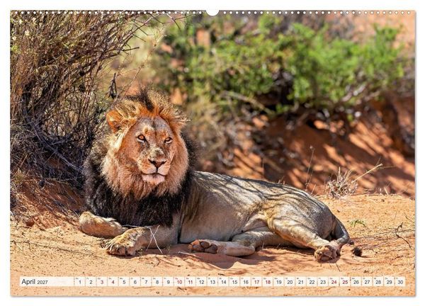Produktbild: Afrikas Tierwelt - L&ouml;wen (Wandkalender 2027 DIN A2 quer), CALVENDO Monatskalender